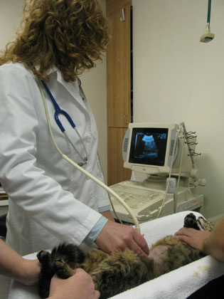 Abdominal Ultrasound Upon arriving at Lone Mountain Animal Hospital, you will encounter separate entrances and lobbies for both dogs and cats, with a common reception area between.