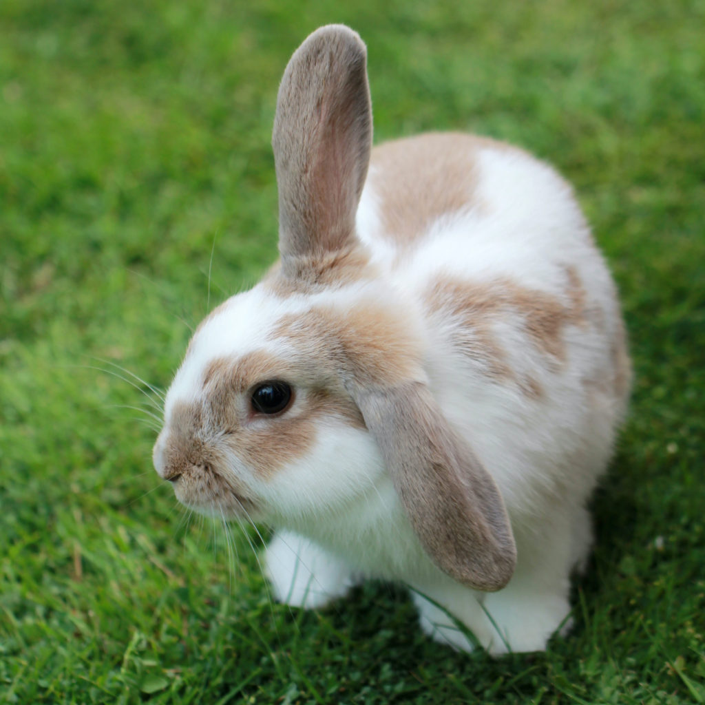 What to know about Rabbit Hemorrhagic Disease Virus (RHDV) Lone