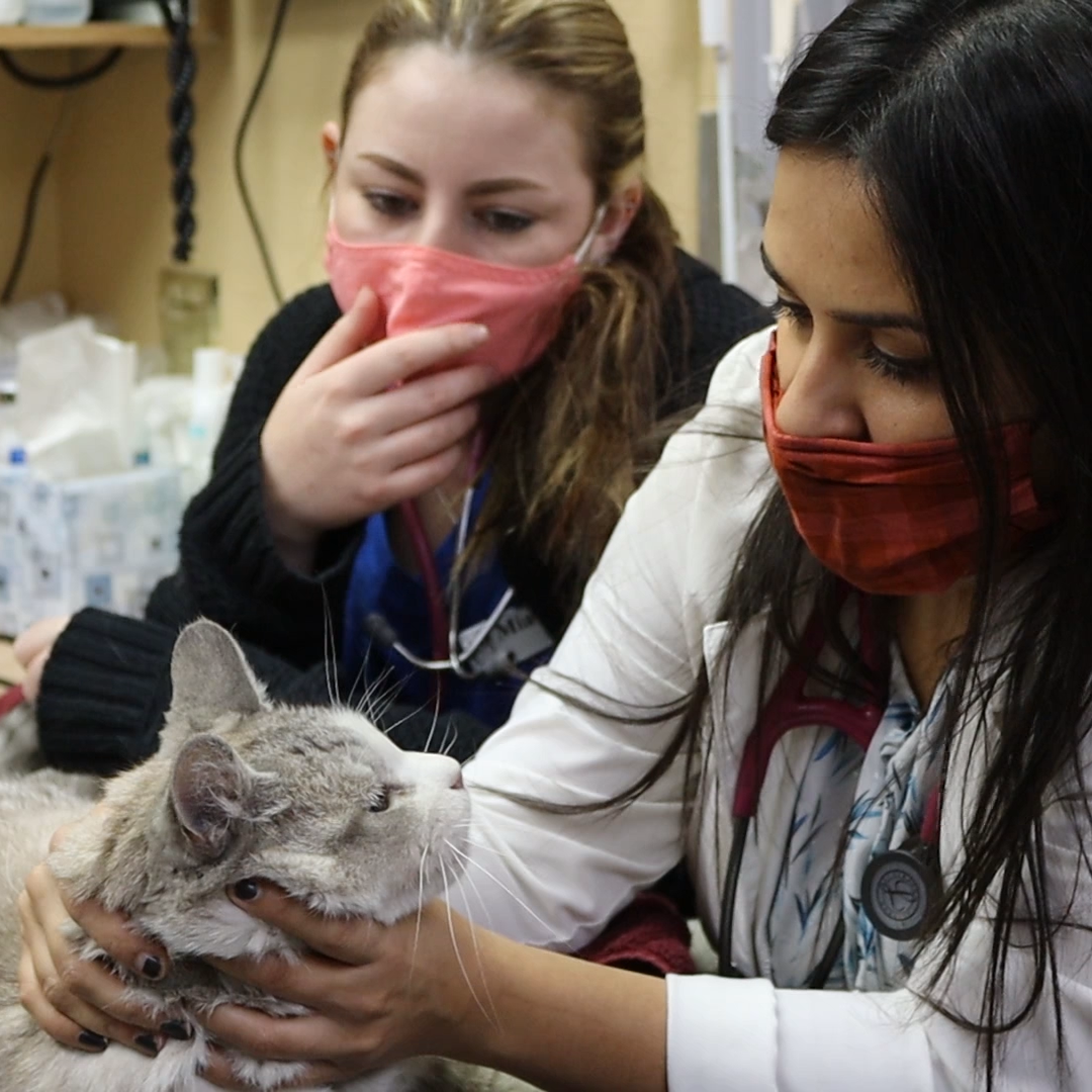 Reopening Lone Mountain Animal Hospital Lone Mountain Animal Hospital